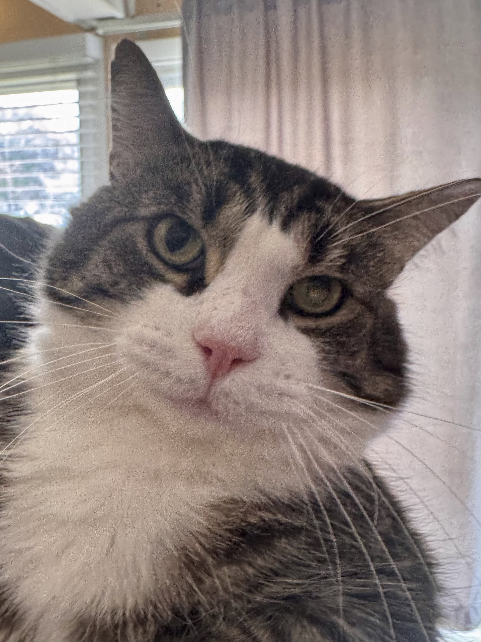 Paulie  Domestic Short Hair (short coat) Male