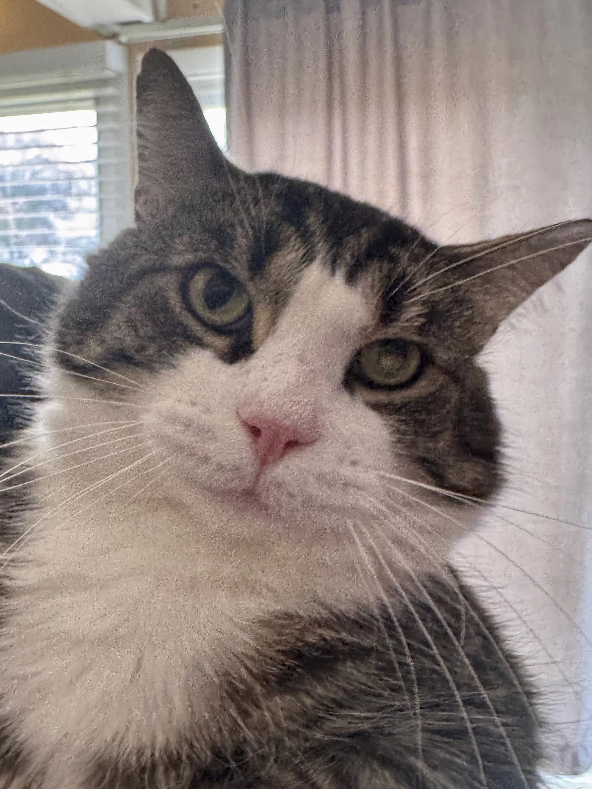 Paulie - Domestic Short Hair