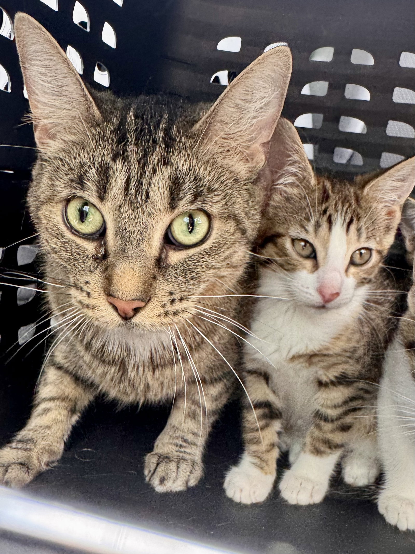 Gumpie  Domestic Short Hair (short coat) Female