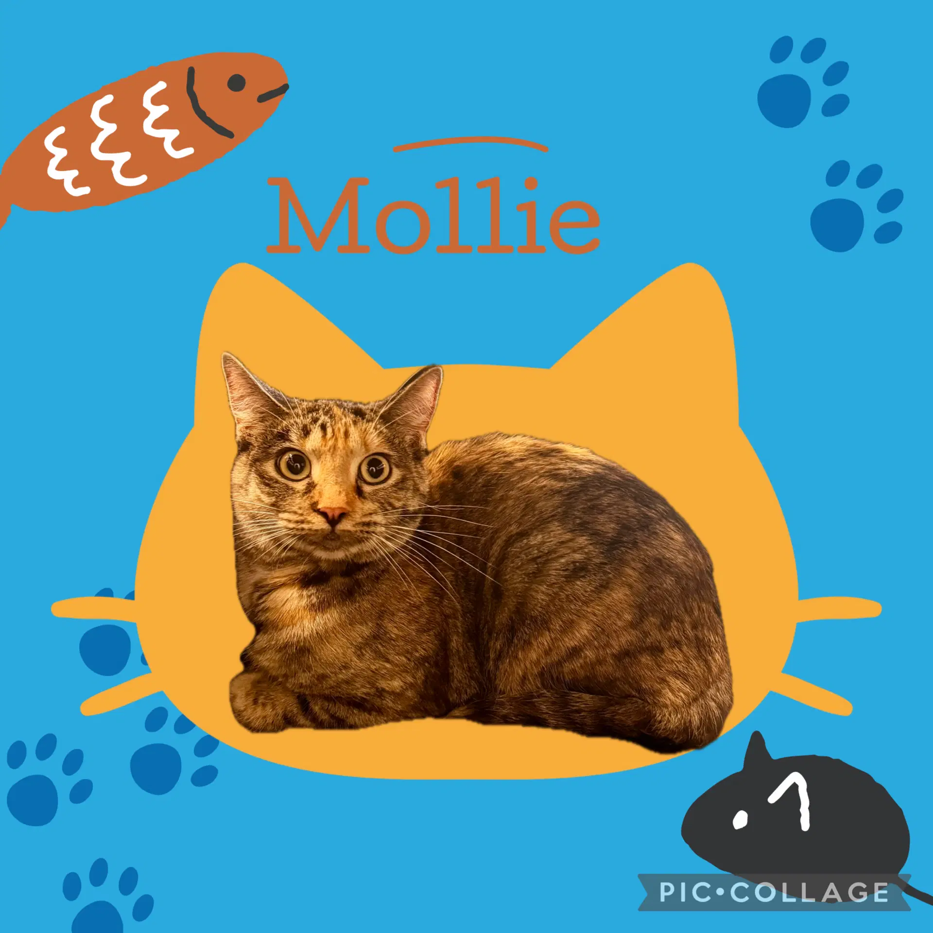 Mollie  Lovie Bonded Pair - Domestic Short Hair