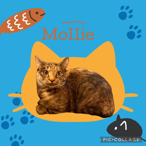 Mollie & Lovie (*bonded pair), a cat for adoption from Animal Rescue Foundation (ARF-IL)