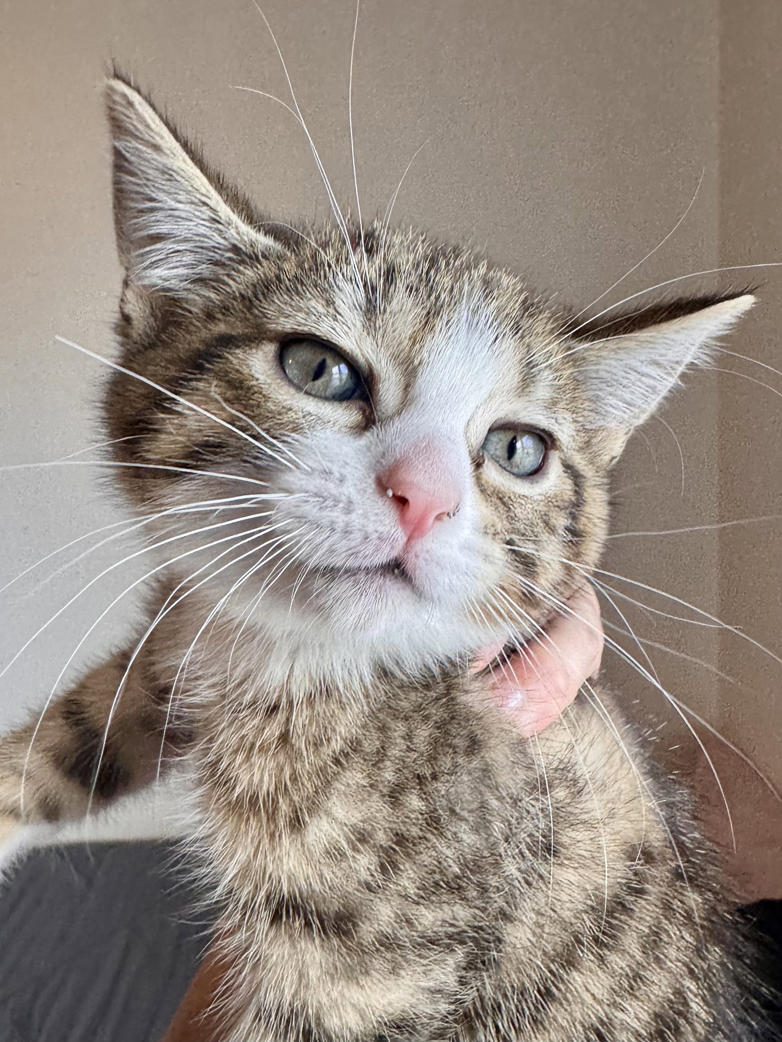 Lily & Lulu (*bonded pair)  Domestic Short Hair (short coat) Female
