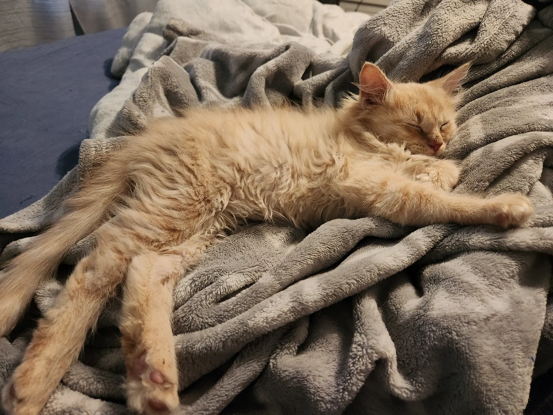 Cheeto image 4