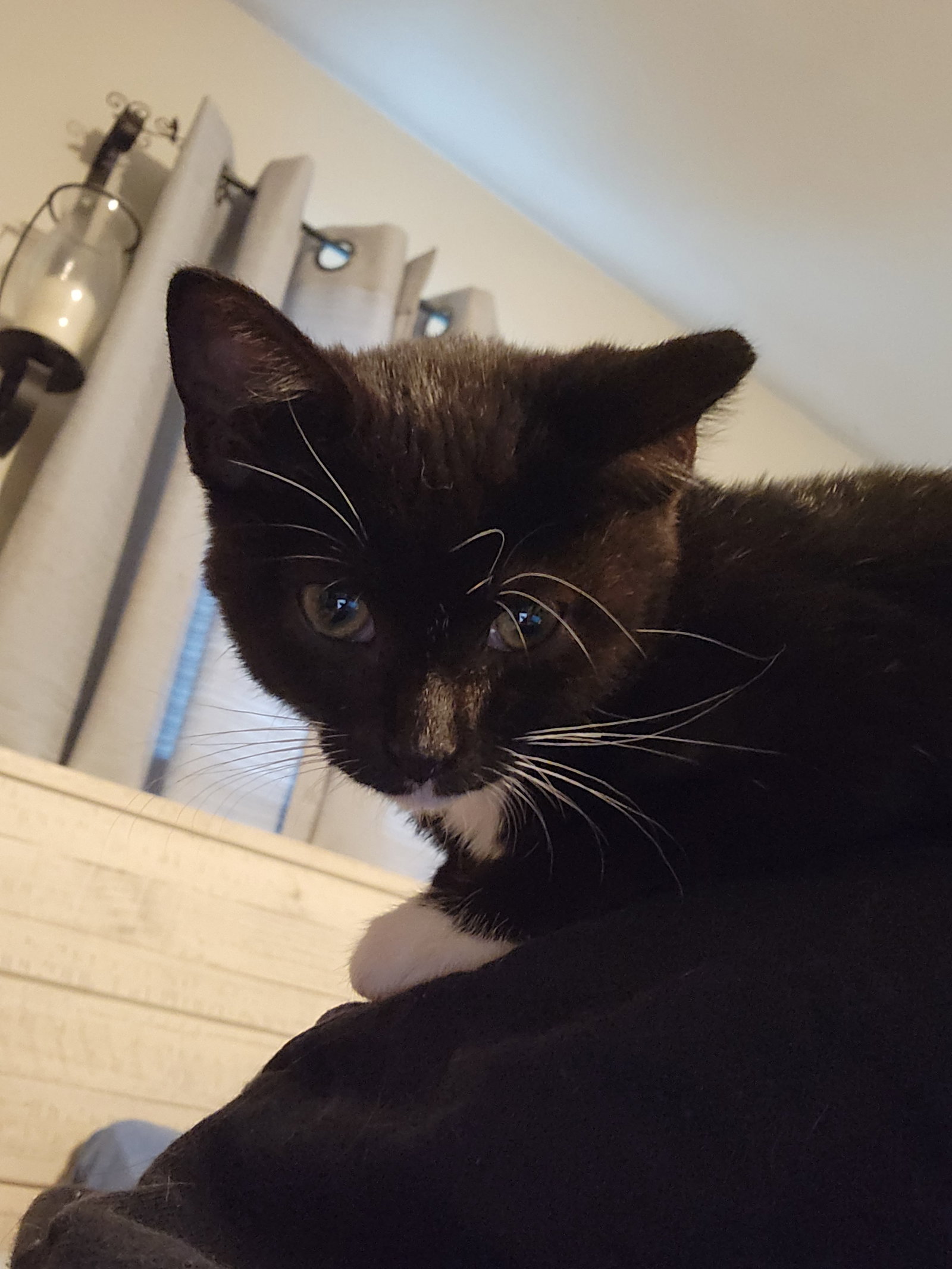 Doritos  Domestic Short Hair (short coat) Female