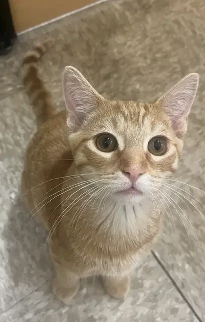 Squiggles - Domestic Short Hair