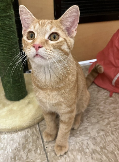 Squiggles  Domestic Short Hair (short coat) Male