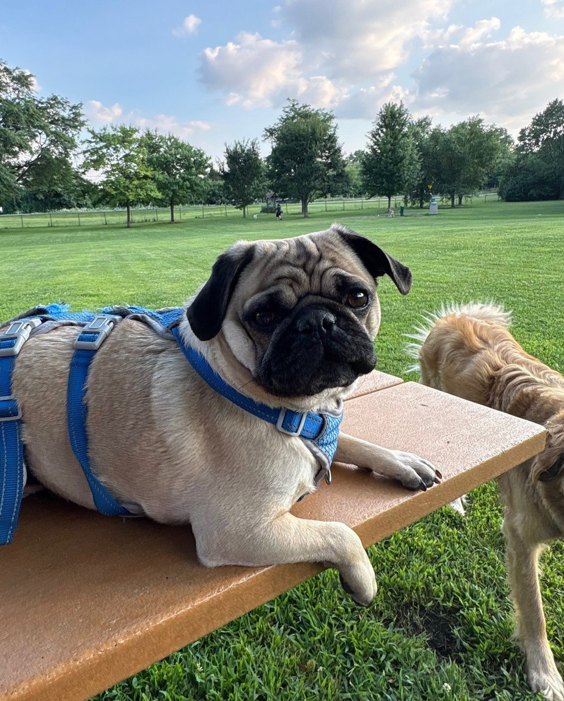 Oliver Small Pug (short coat) Male