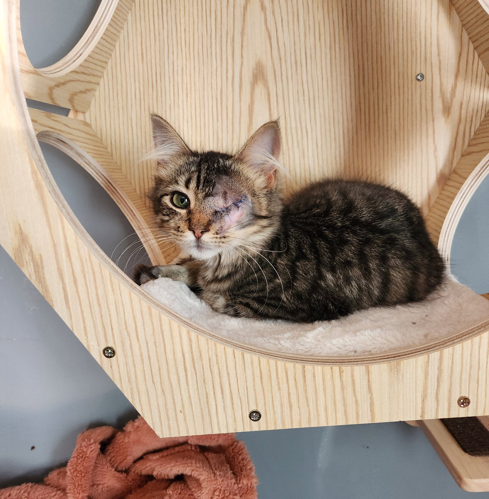 Tommy  Domestic Long Hair (long coat) Male