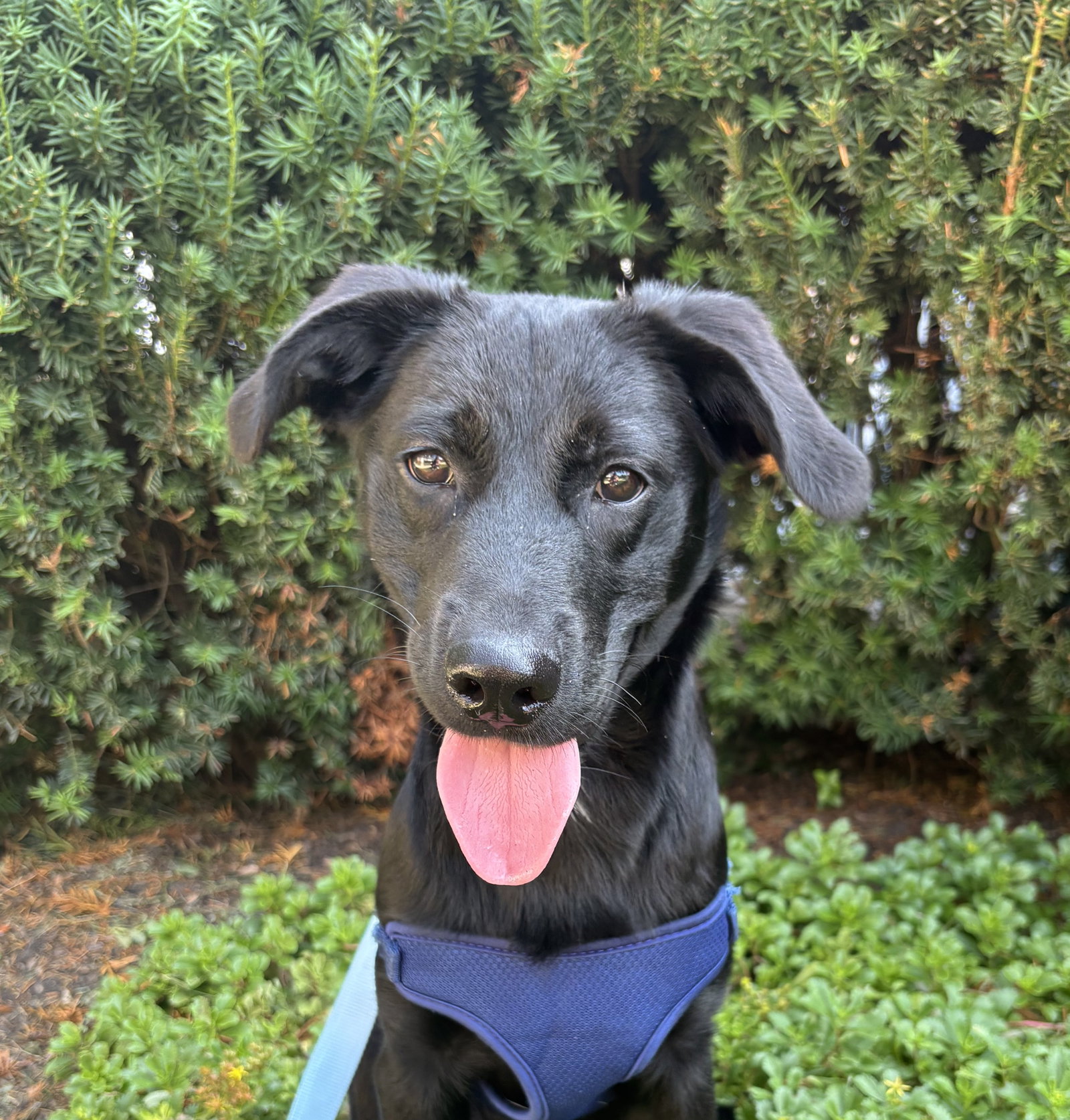 George Medium Labrador Retriever / Mixed (medium coat) Male