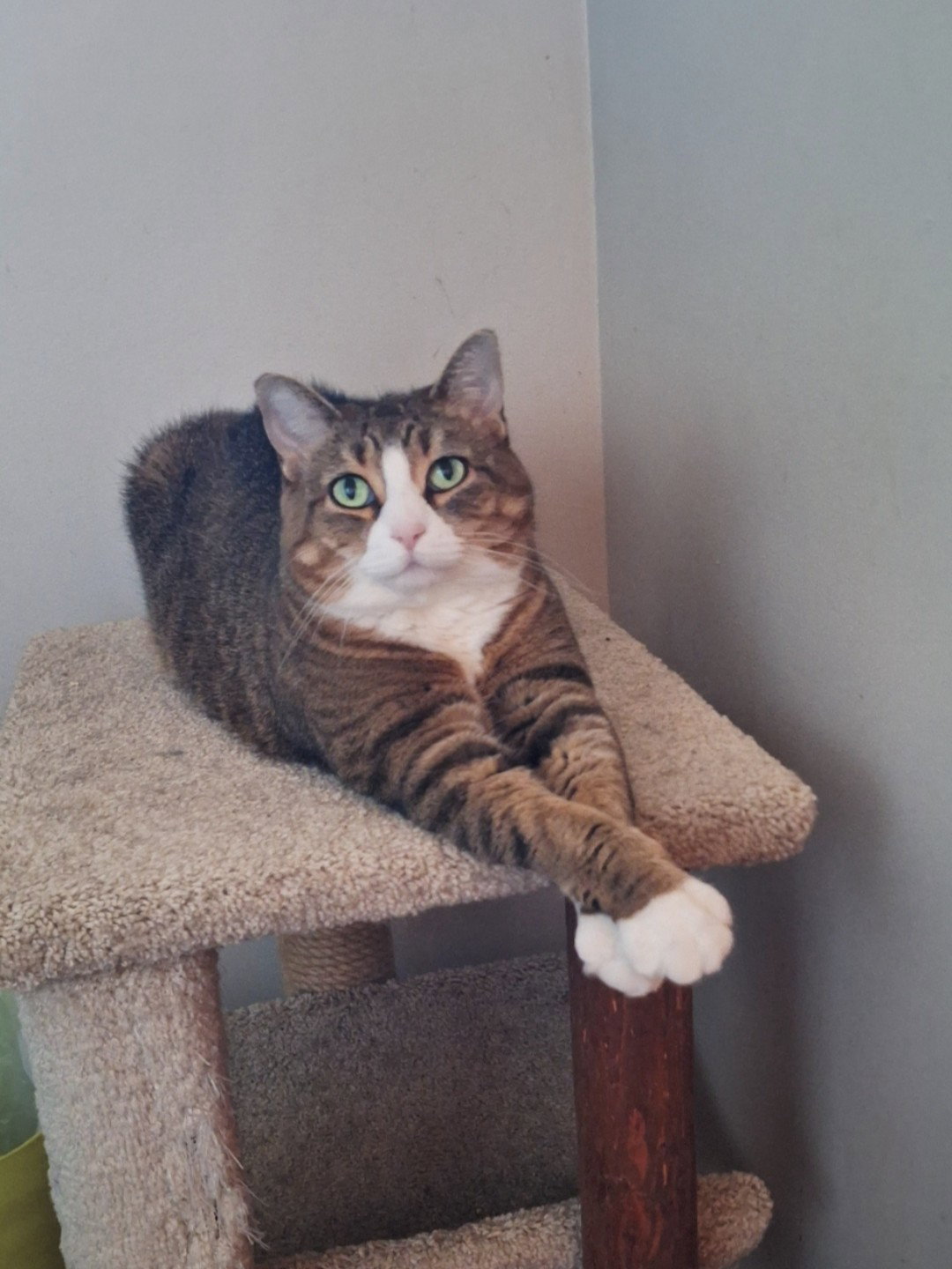 Nala - front paw declaw  Domestic Short Hair (short coat) Female