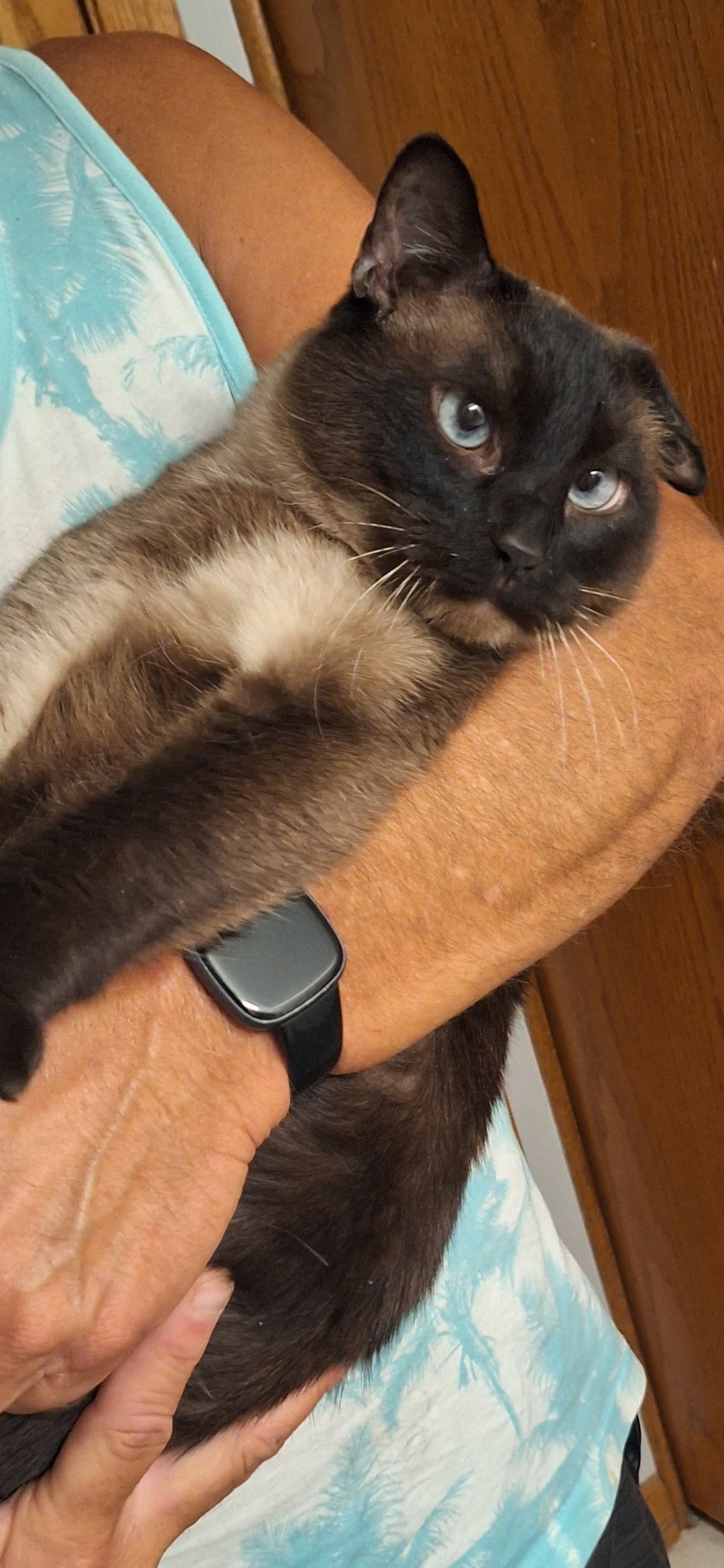 Gronk - front paw declaw  Domestic Short Hair / Siamese (short coat) Male