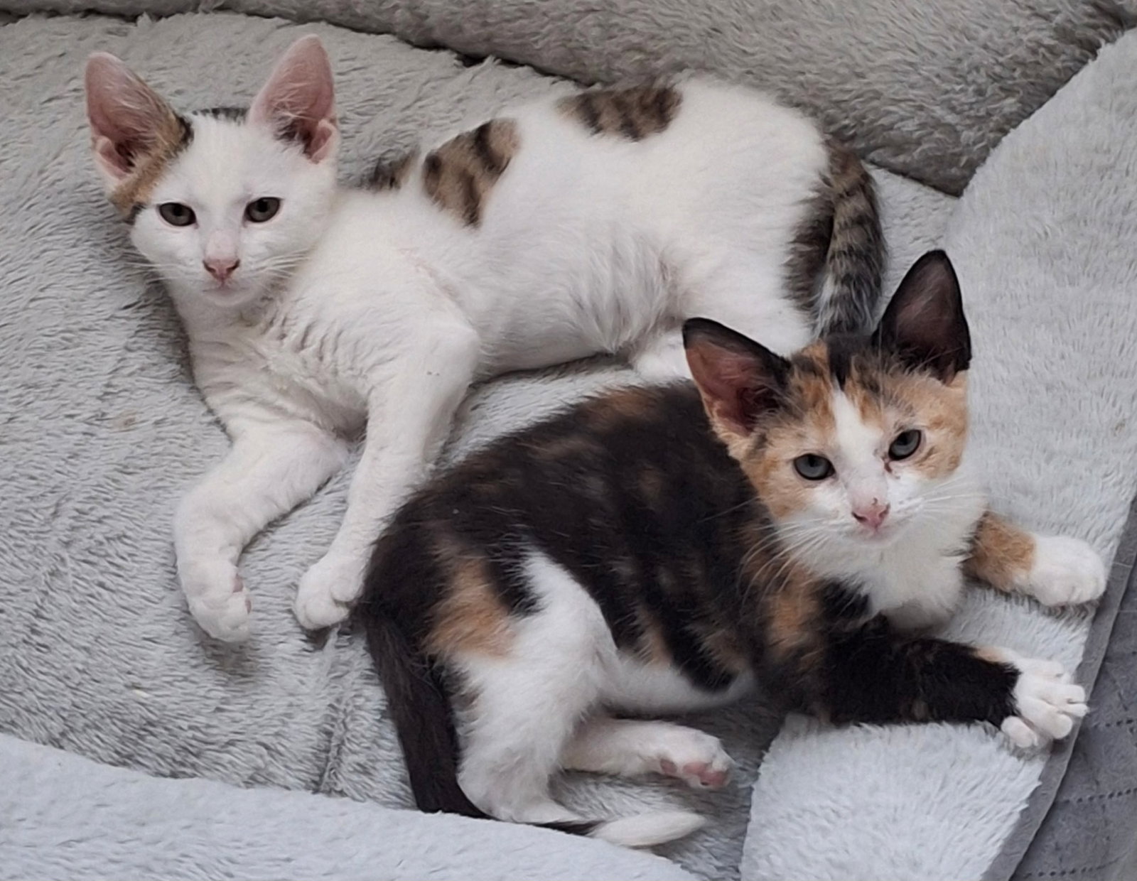Peter and Phoebe (bonded pair)  Domestic Short Hair (short coat) Male