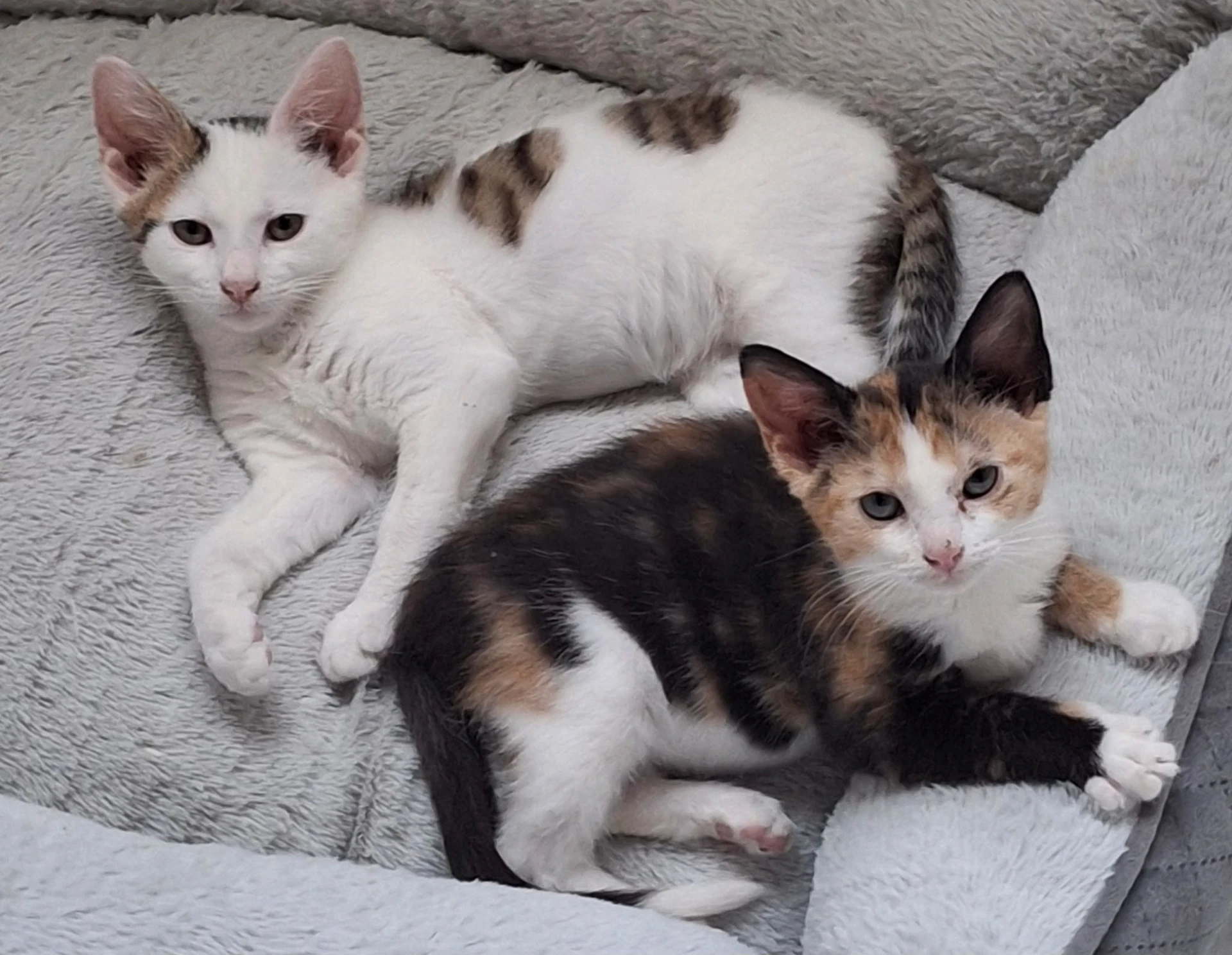 Peter And Phoebe Bonded Pair