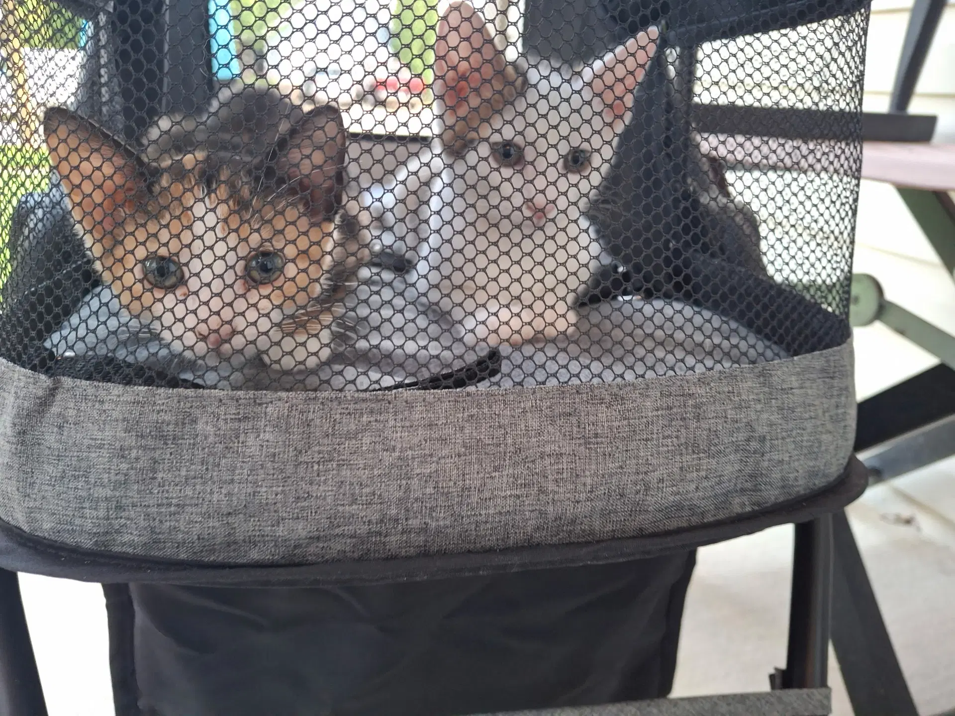 Peter And Phoebe Bonded Pair image 3