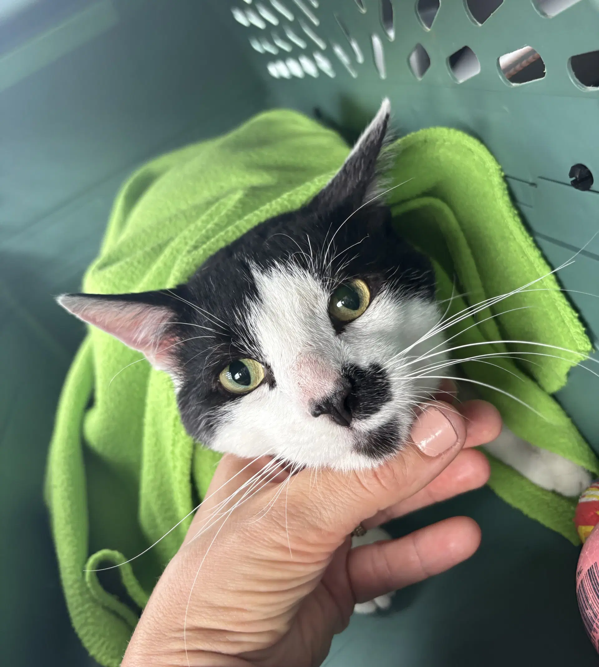 Bigote - Domestic Short Hair