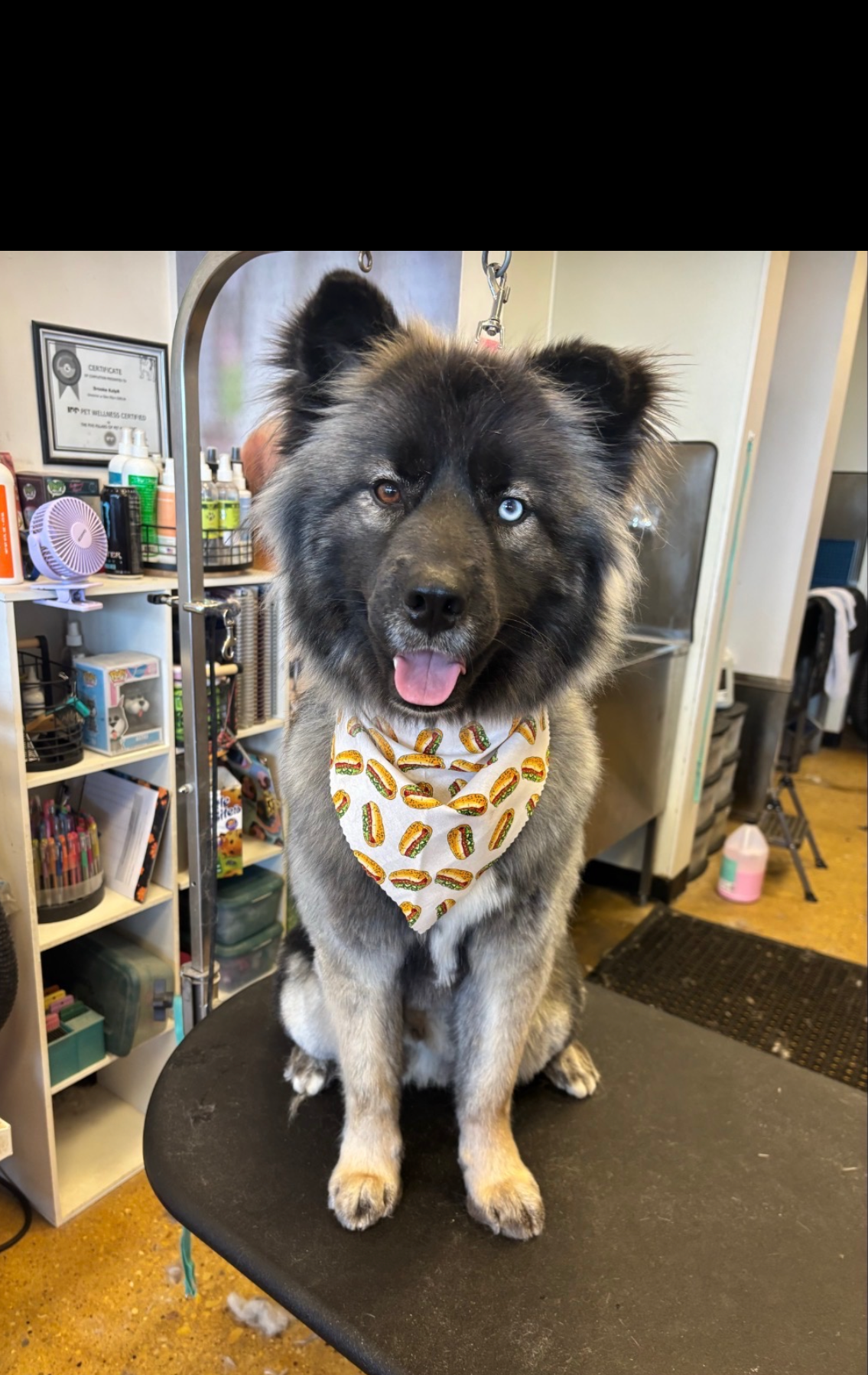 Anakin Medium Siberian Husky (medium coat) Male