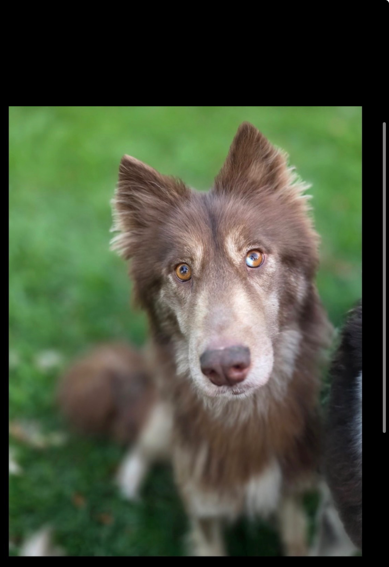 Atris Medium Siberian Husky (medium coat) Female