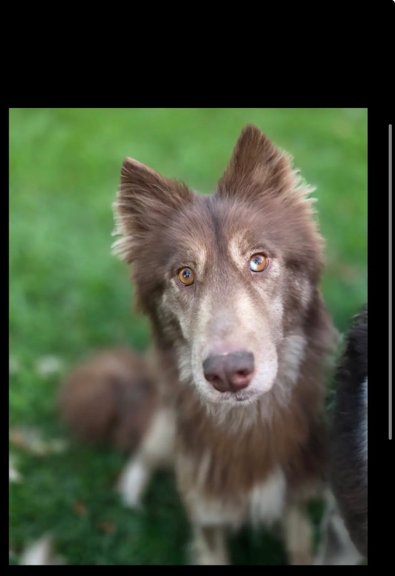 Atris - Siberian Husky