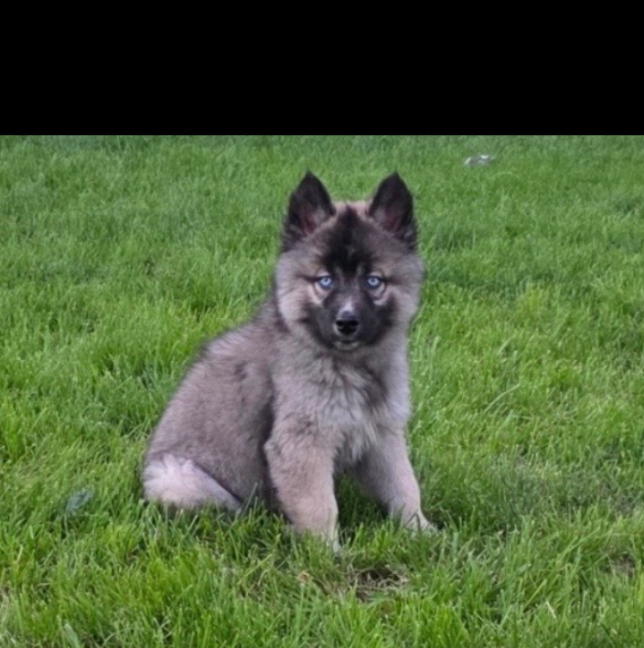 Jimmy  Siberian Husky (medium coat) Male