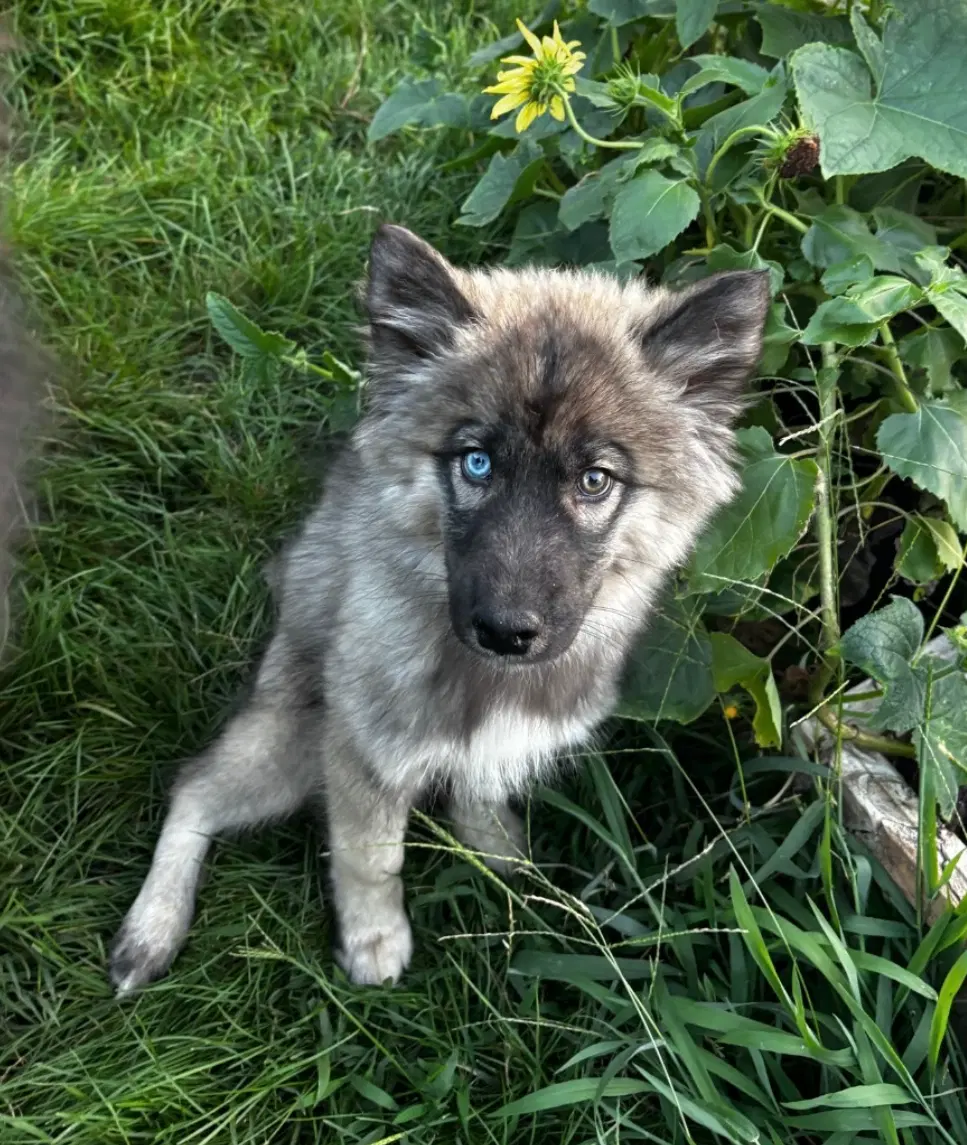 Tarin - Siberian Husky