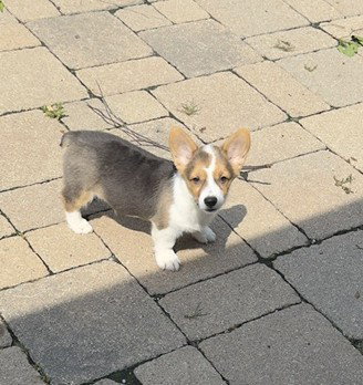 Ferb Small Welsh Corgi (short coat) Male