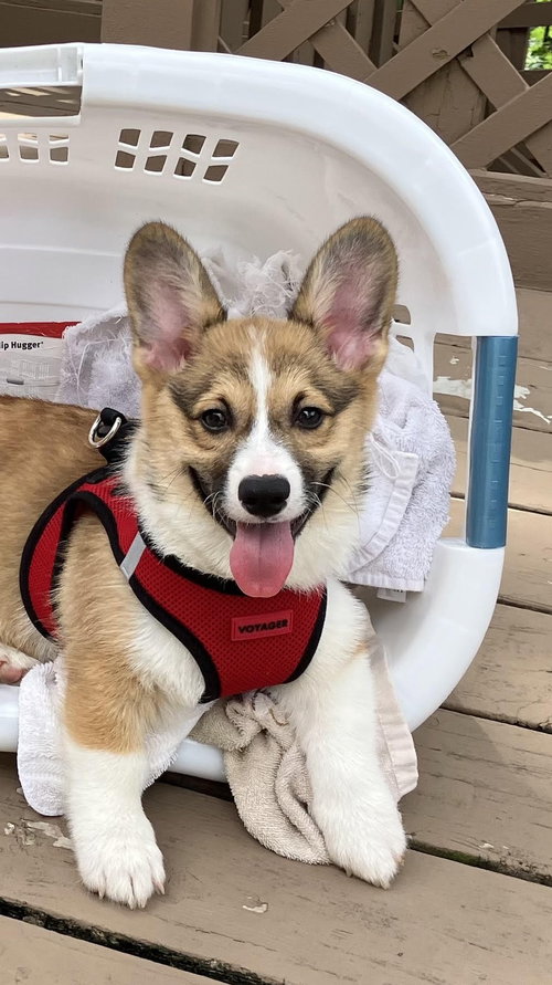 picture of the dog needing adoption