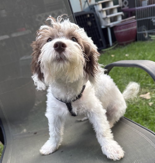 picture of the dog needing adoption