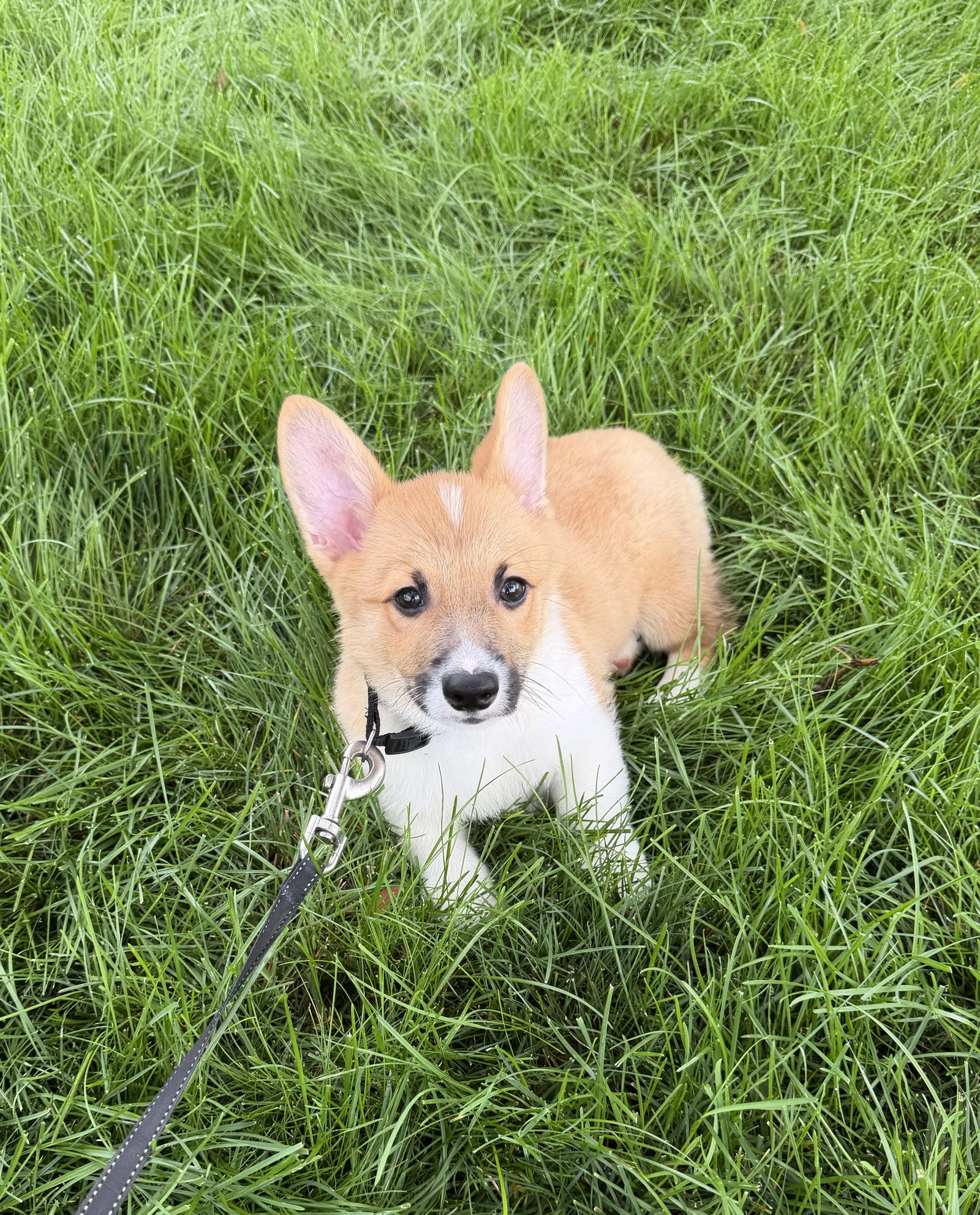 Rusty Small Corgi (medium coat) Male