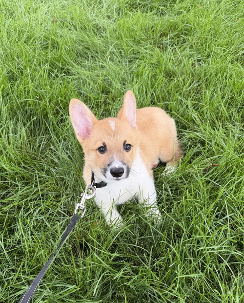 picture of the dog needing adoption