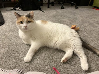 Queen of Hearts (4paw declaw)  Domestic Short Hair (short coat) Female