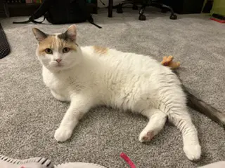 Queen Of Hearts Paw Declaw - Domestic Short Hair