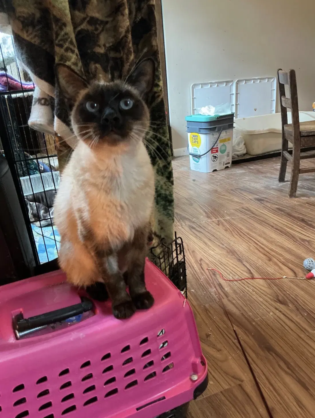 Suki image 3