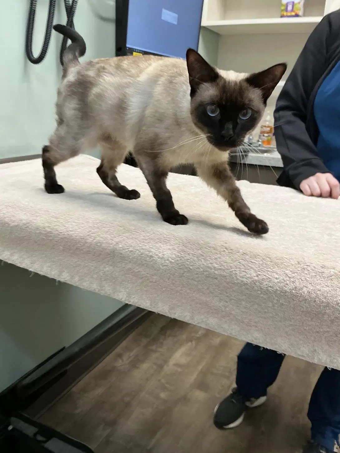Suki image 2