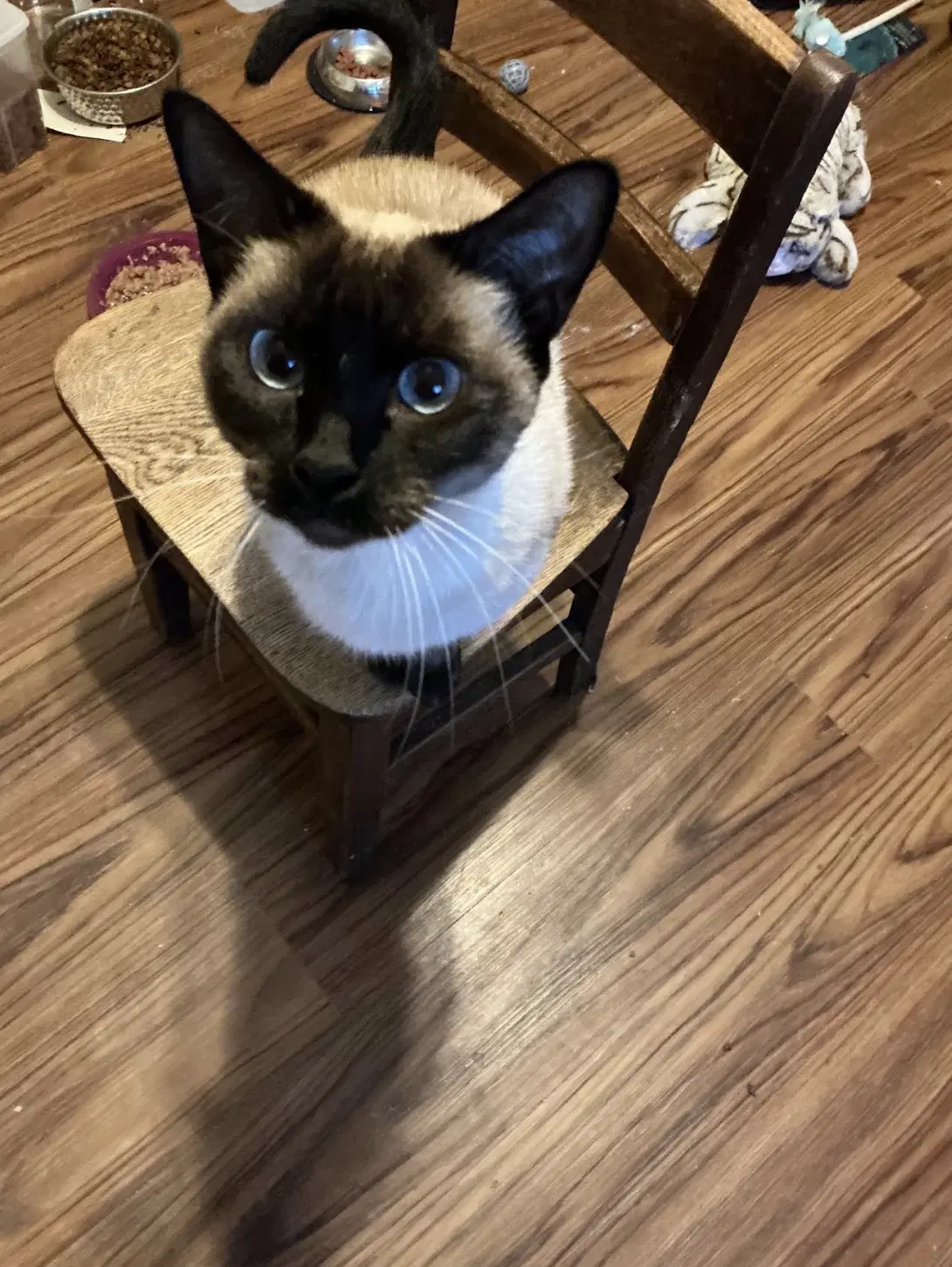 Suki - Domestic Short Hair