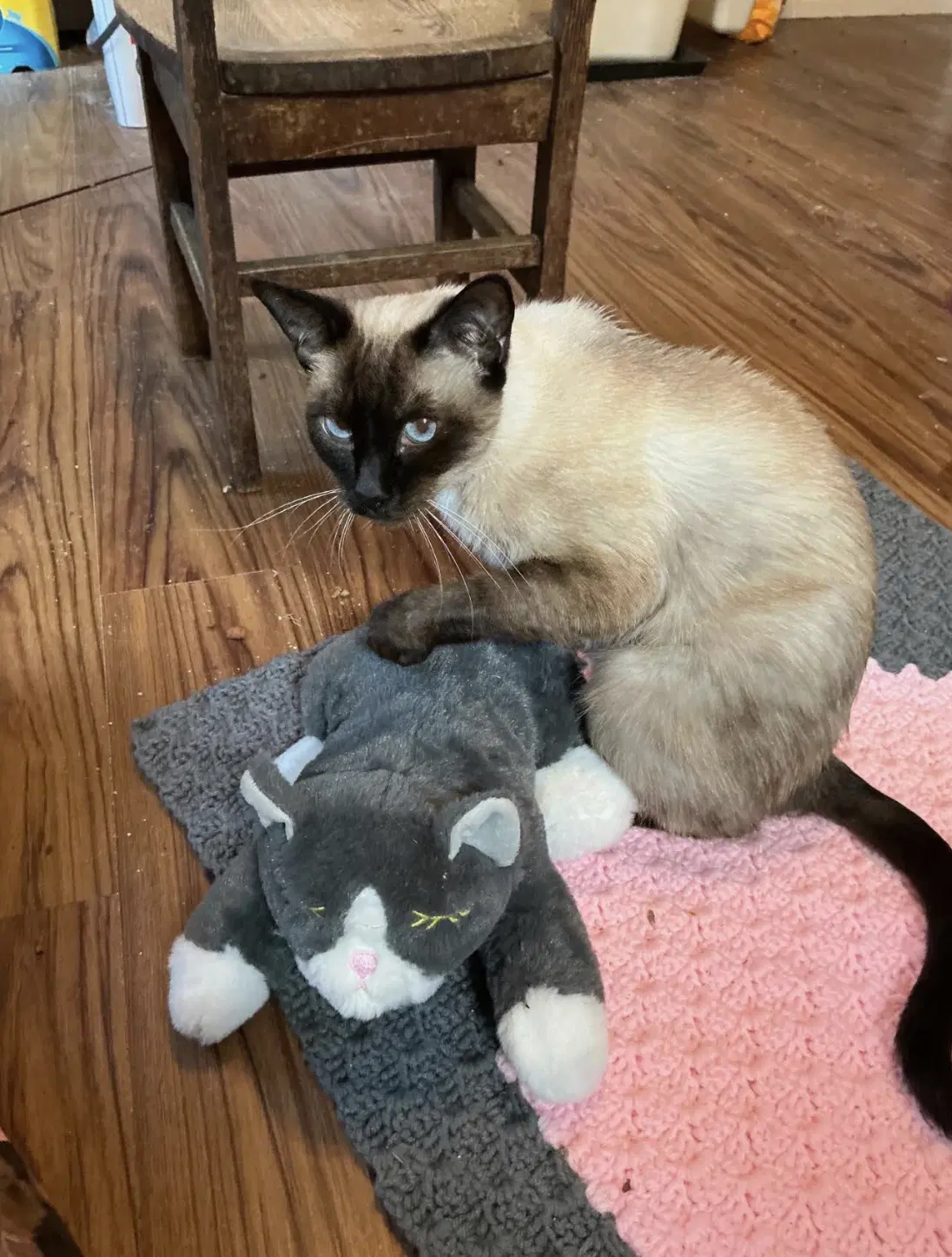 Suki image 4