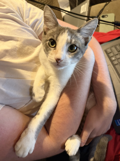 Ringo, a cat for adoption from Animal Rescue Foundation (ARF-IL)