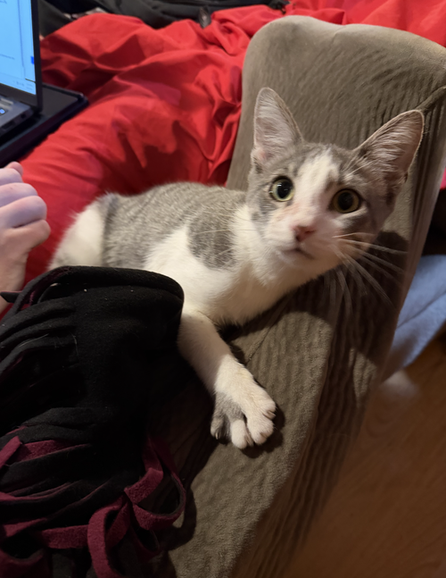 Photo 2 of Ringo