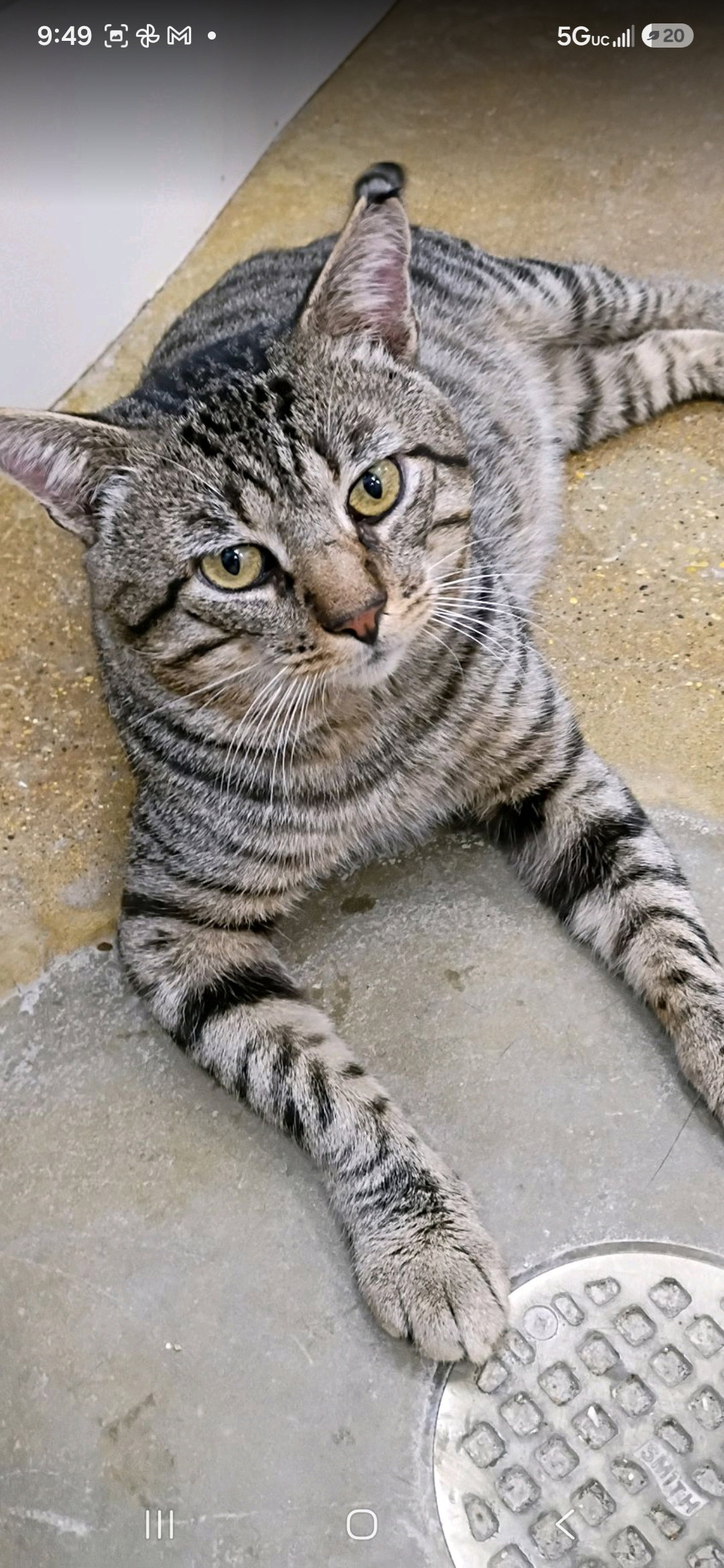 Mr. Cool  Domestic Short Hair (short coat) Male