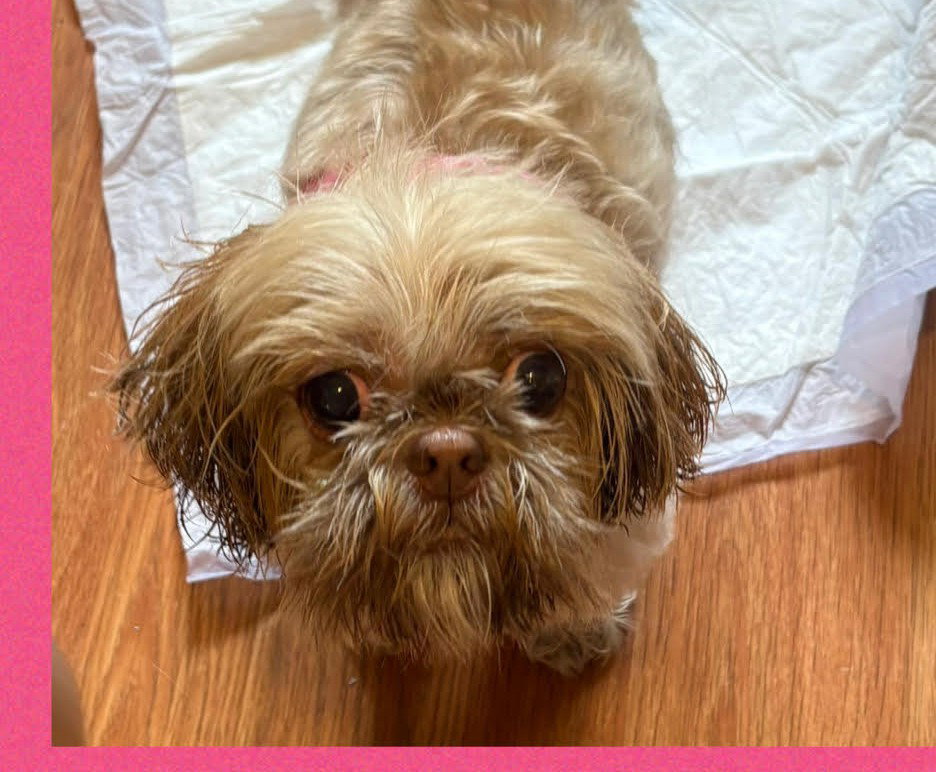 Nala Small Shih Tzu (long coat) Female