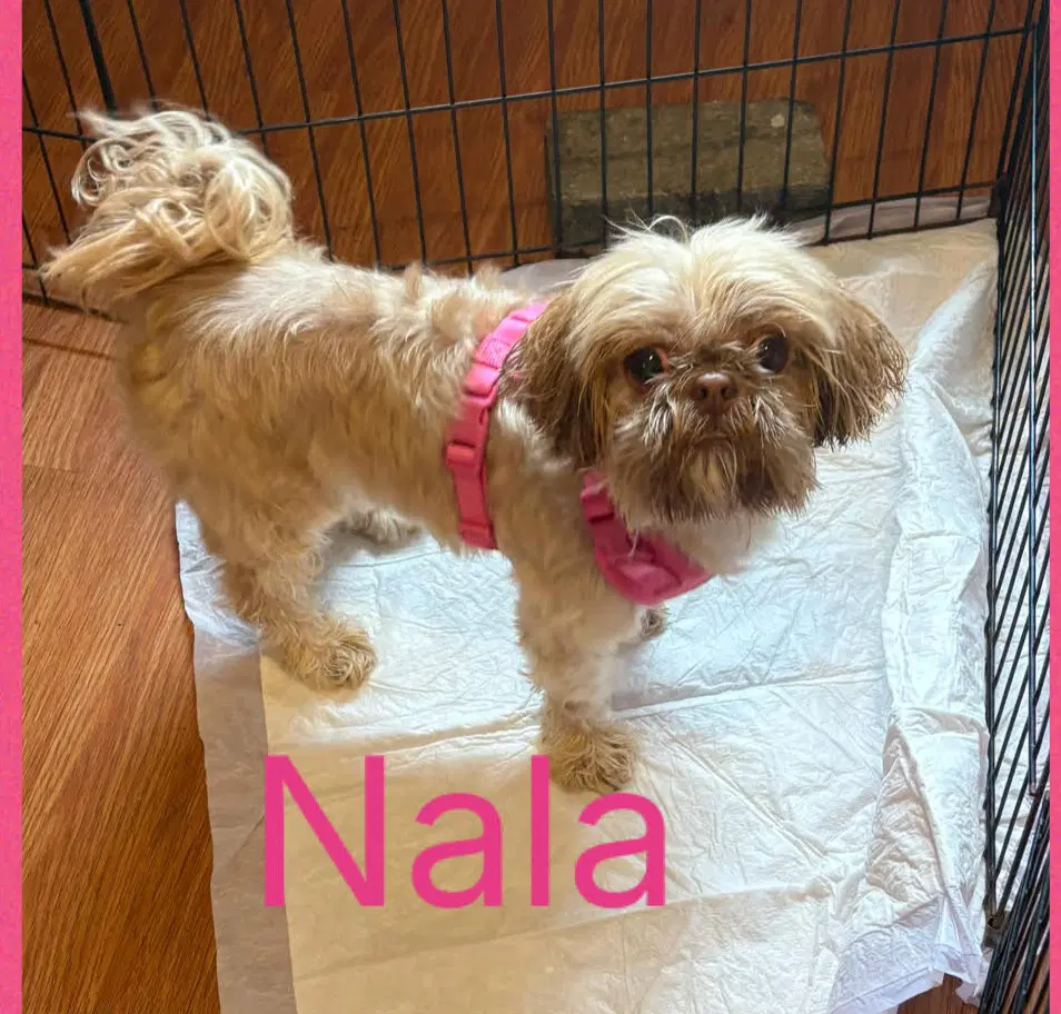 Nala image 2