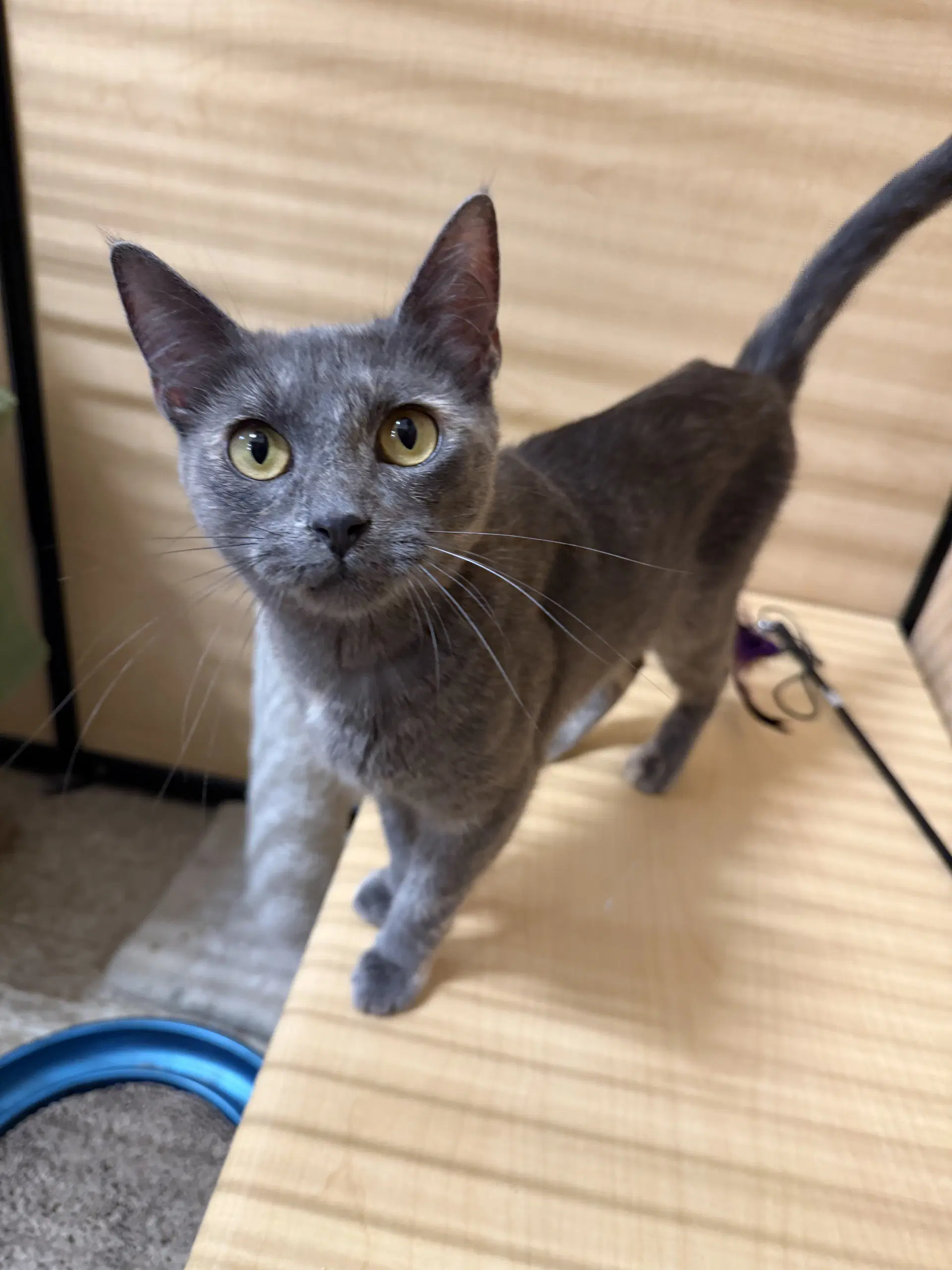 Fable - Domestic Short Hair