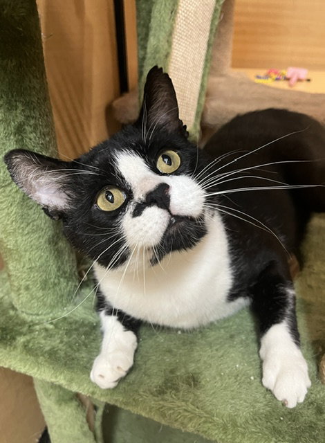 Soul Surfer  Domestic Short Hair (short coat) Male