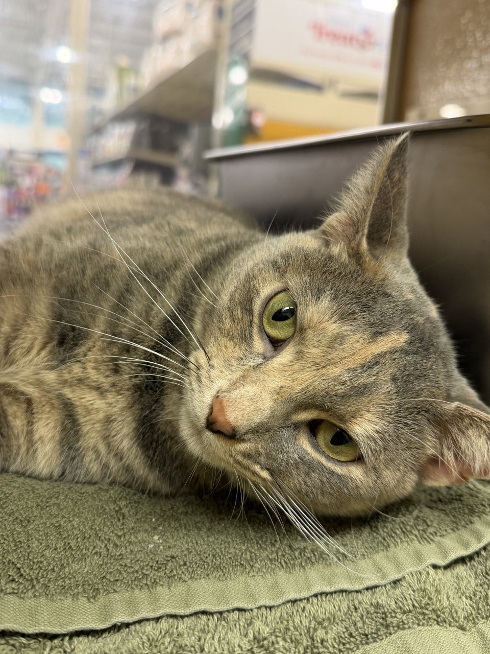 Snap Dragon  Domestic Short Hair (short coat) Female