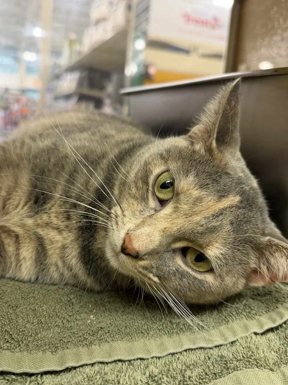 Snap Dragon - Domestic Short Hair