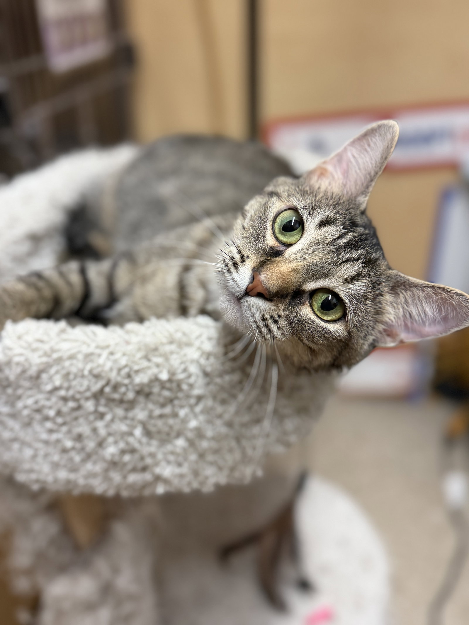 Dame Diana Riggs  Domestic Short Hair (short coat) Female
