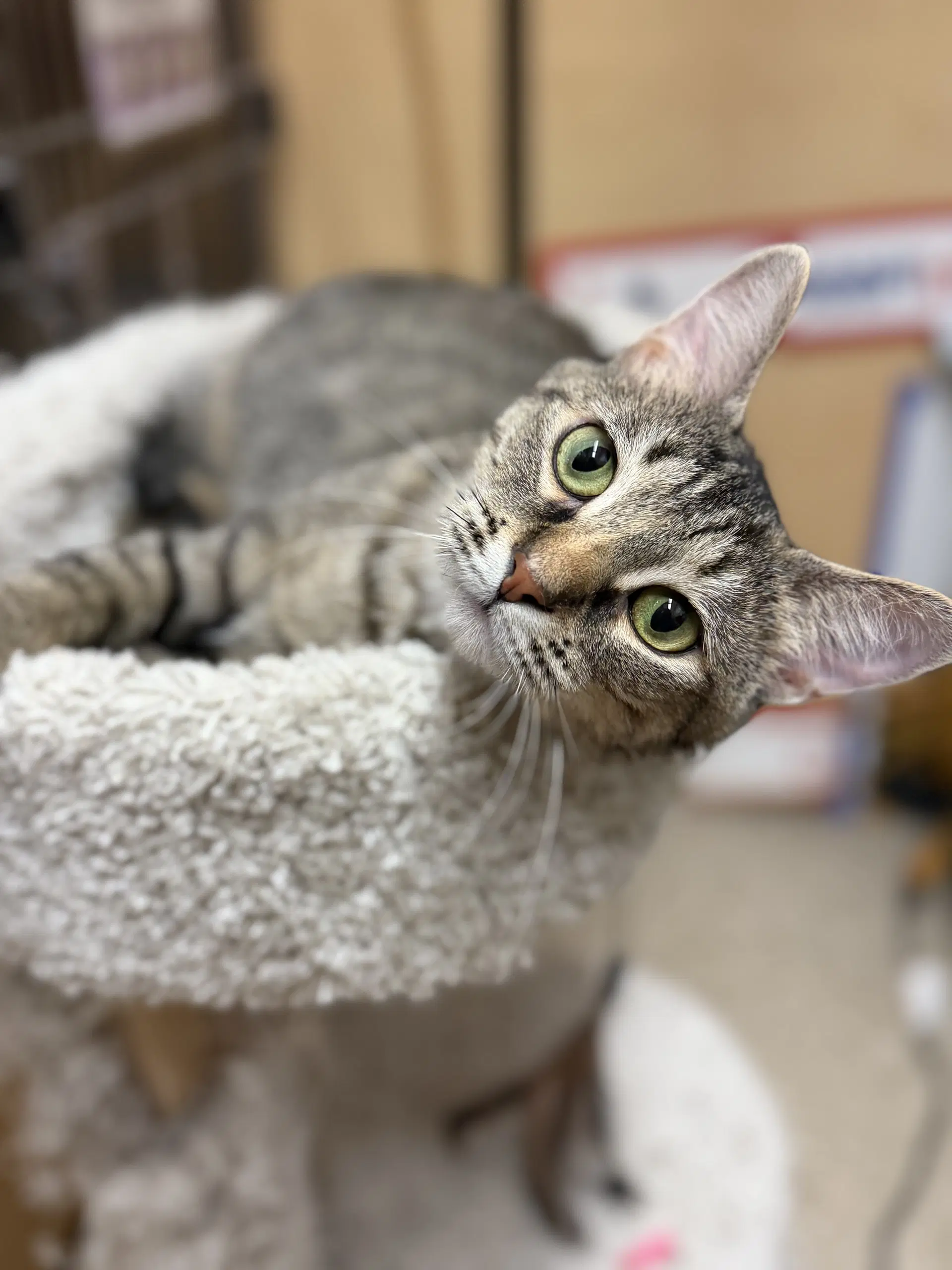 Dame Diana Riggs - Domestic Short Hair