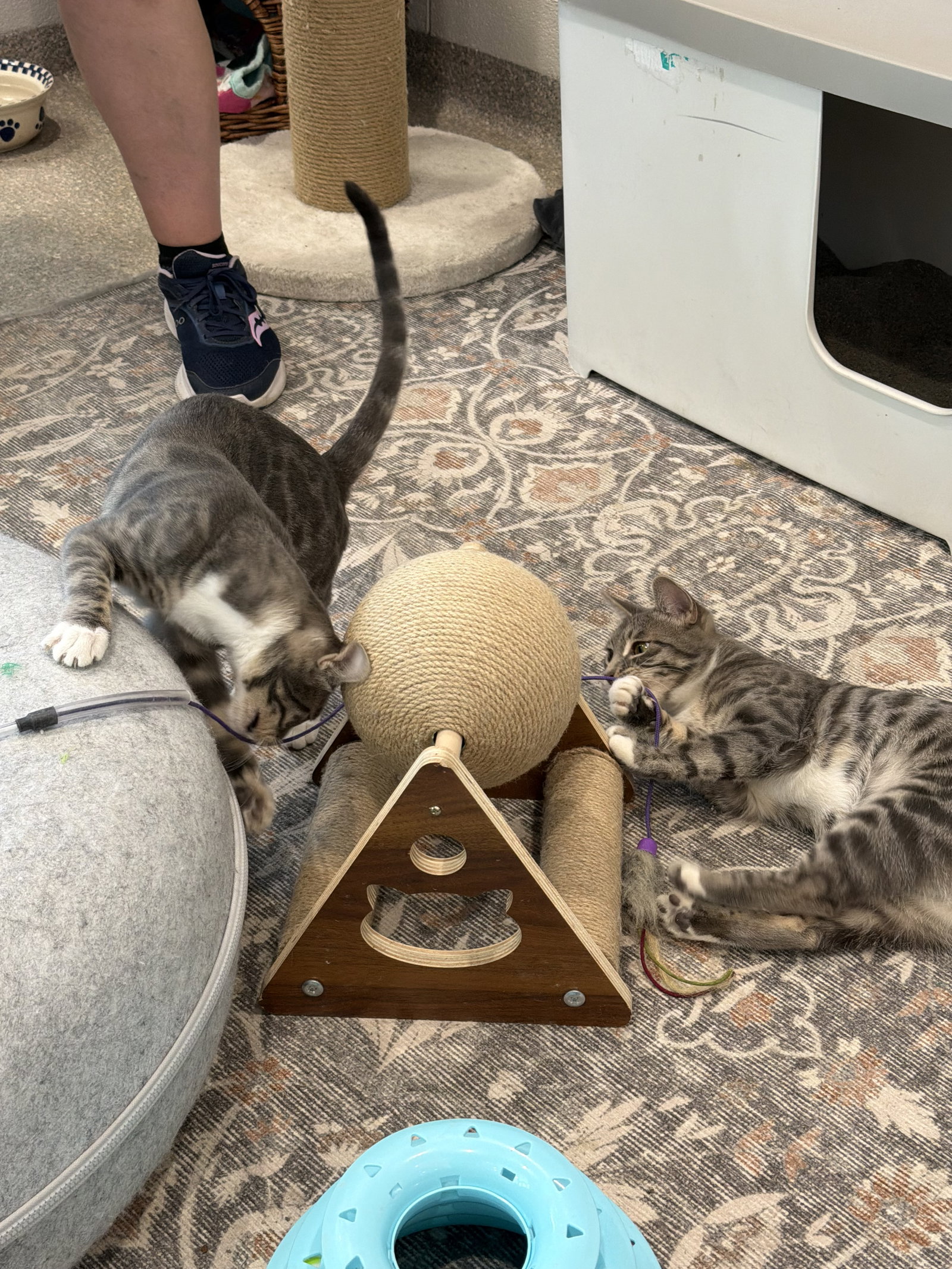 Deb & Scully (bonded pair)  Domestic Short Hair (short coat) Female
