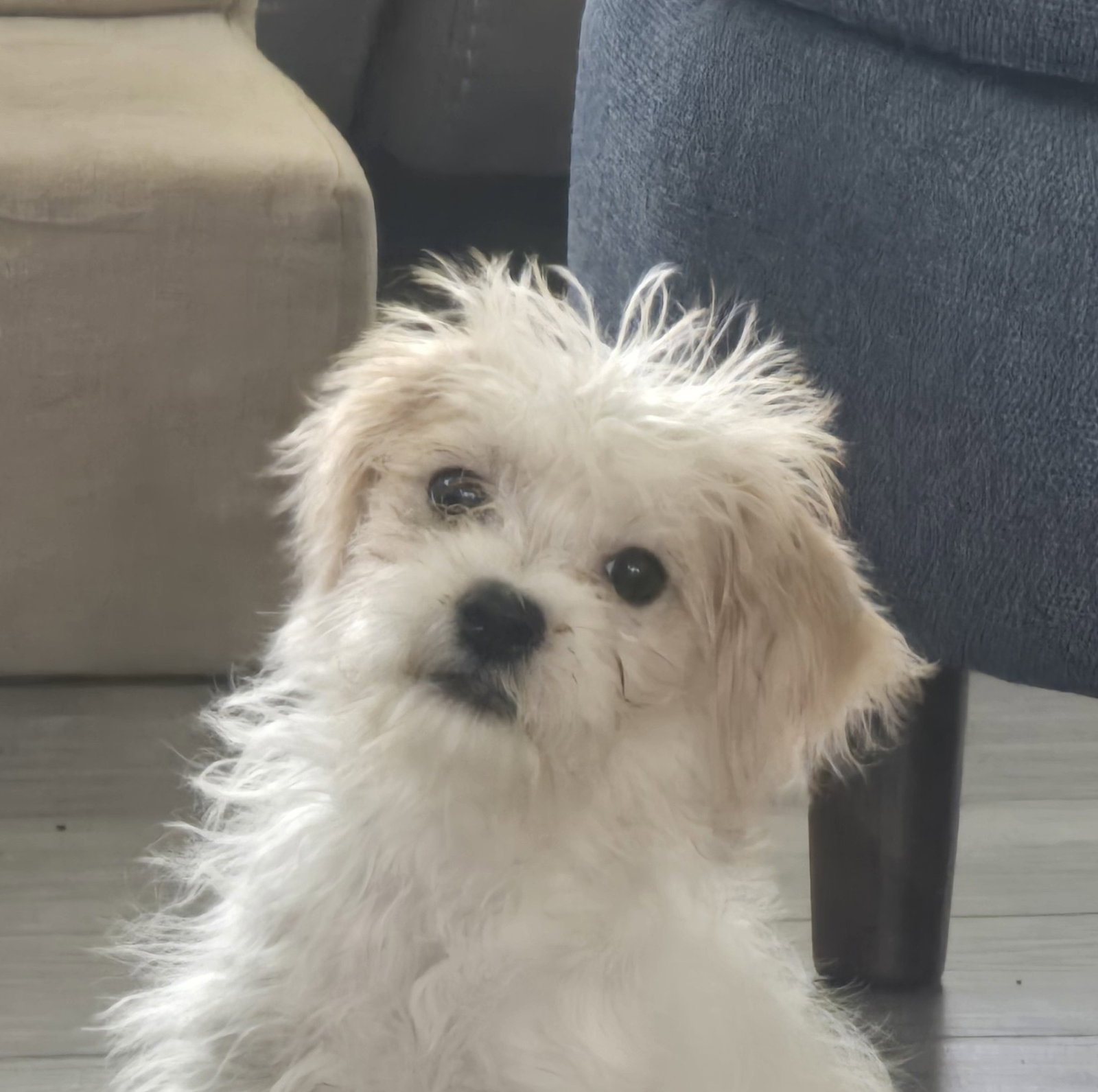Hazel Small Maltese / Shih Tzu (long coat) Female