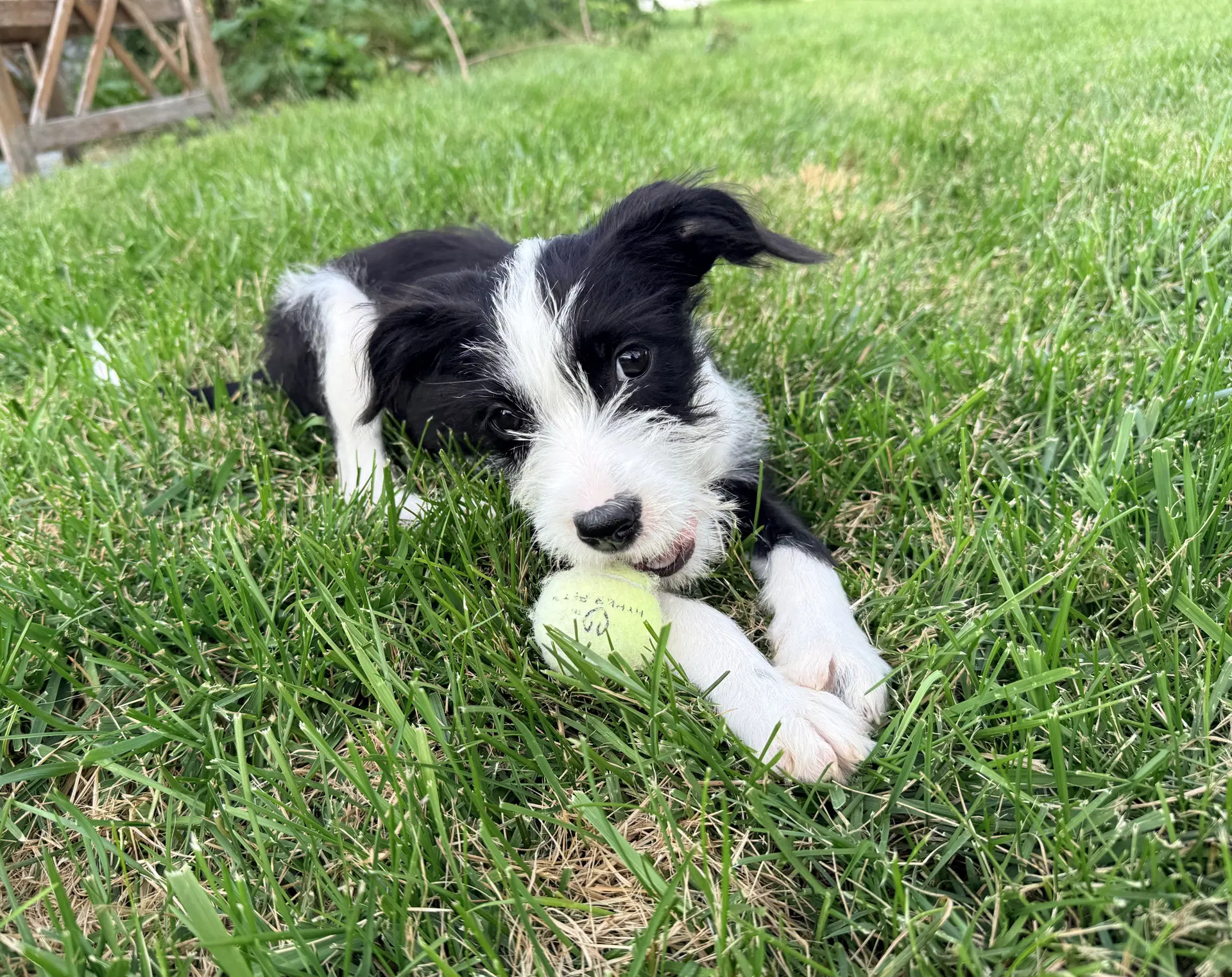 Julie - Terrier
