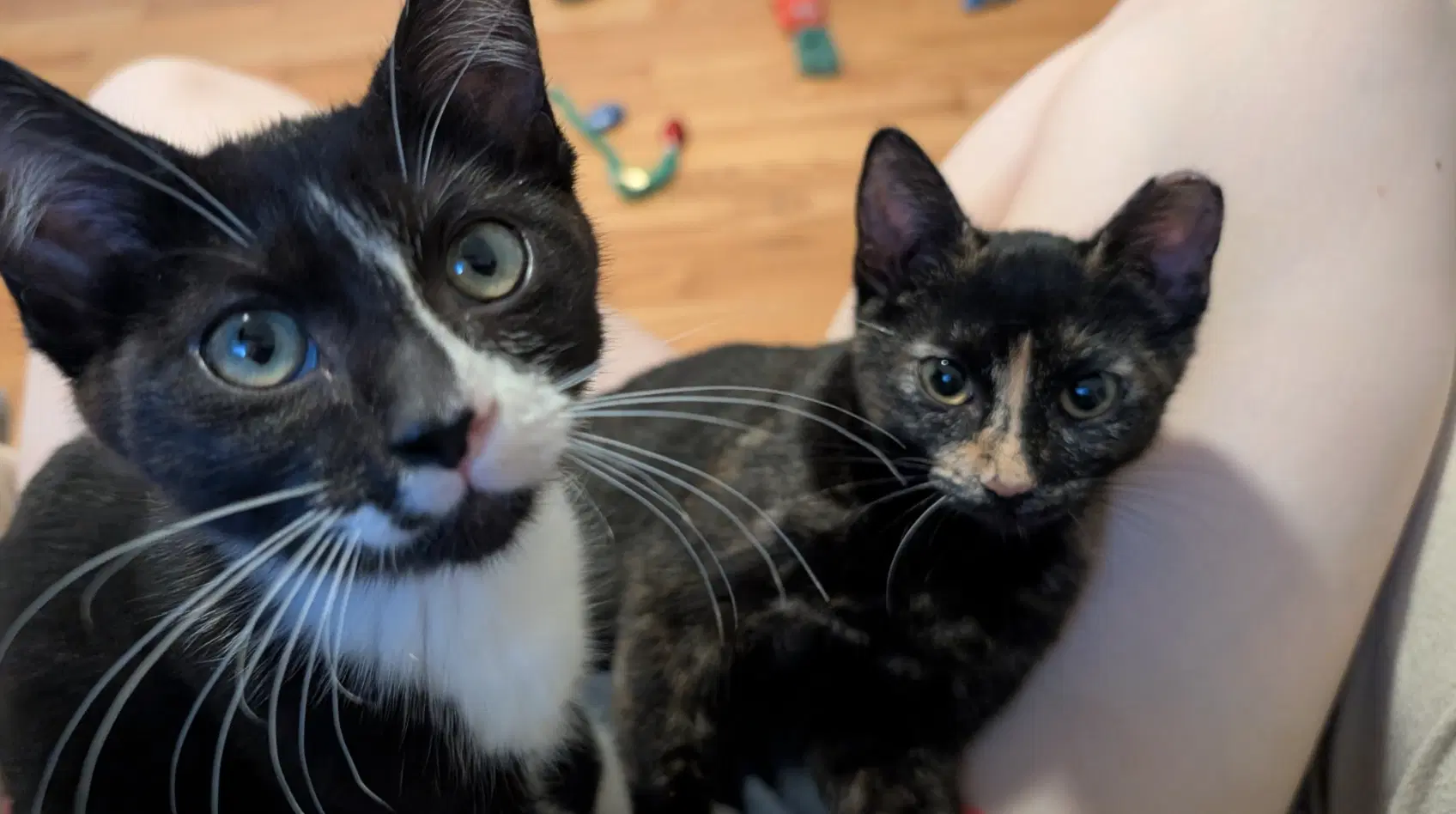 Paco And Peppa Bonded Pair - Domestic Short Hair